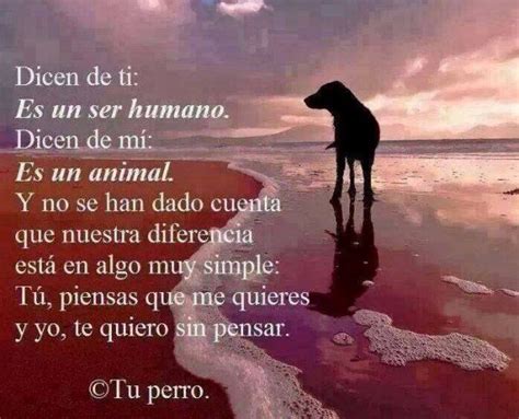 Palabras Para Un Perro Que Murio Egresado