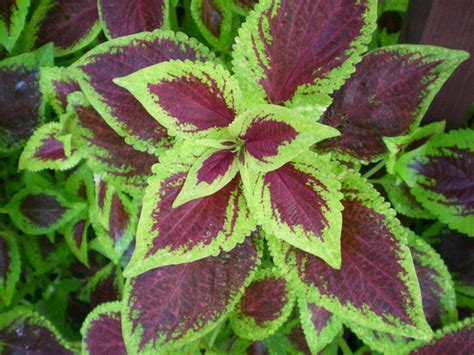 A Coleus Colored Flowering Green Leaves Plant Purple Two Tone
