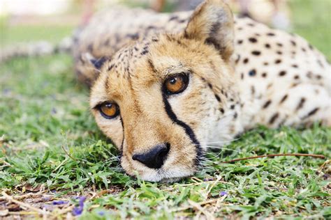 Namibia Kamanjab Cheetah Lying In The Grass Stockphoto