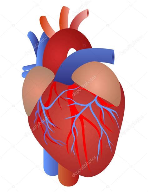 Anatomia Do Coração Humano — Vetor De Stock © Leonardo255 149603370
