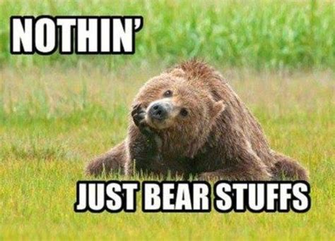 Bear Pictures Pictures Of The Week Funny Animal Pictures Funny