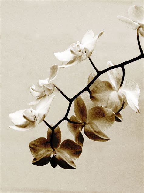 Minimalist Botanical Photograph Rusty White Orchid Sepia