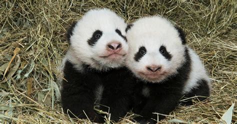 Zoo Atlantas Twin Panda Cubs To Get Named By Public Cbs News