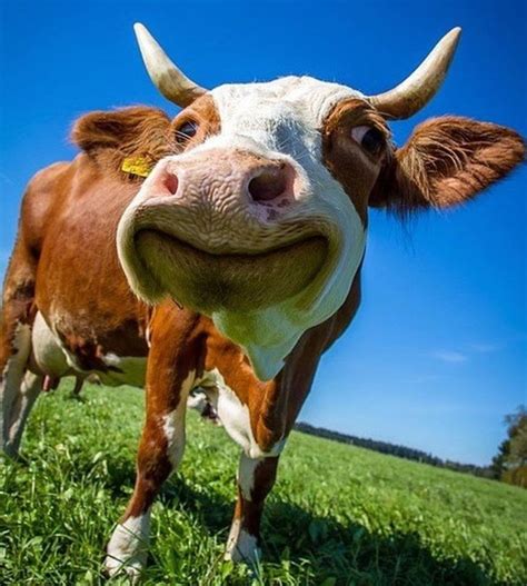 Smiles From A Happy Cow Cows Funny Cow Photos Cow Pictures