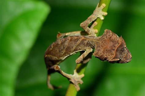 Leaf Tailed Gecko Endangered Species And Wild