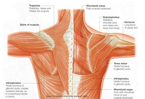 The primary stabilizers of the shoulder include the biceps brachii on the anterior side of the arm, and tendons of the rotator cuff; Neck And Shoulder Muscles Diagram / 85 best Anatomy lab 2 images on Pinterest | Anatomy and ...