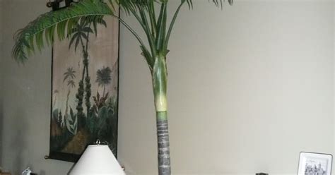 Vickistuffforsale 12ft Indoor Palm Tree