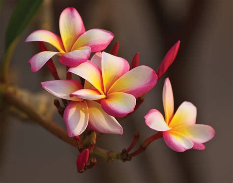 Frangipani Wallpapers Pictures Images