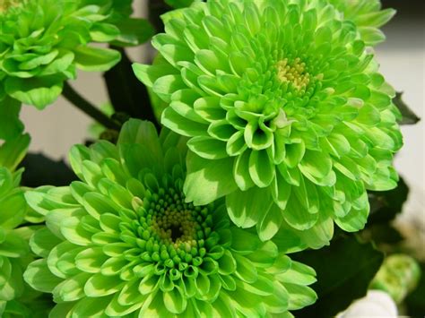 Beautiful Color Green Flowers Nature Flowers Hd Desktop