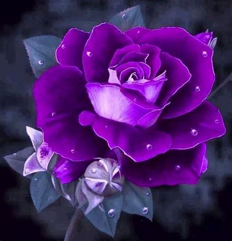 Purpleiswho Purple Roses Purple