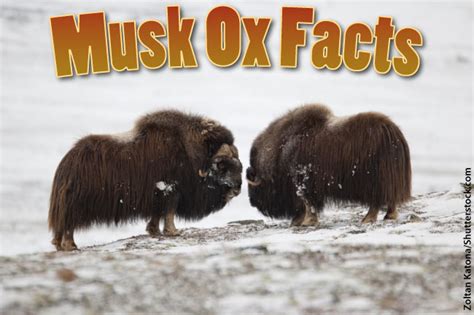 Musk Ox Facts Information Pictures And Video For Kids And Adults