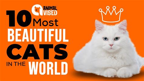 Purrfection Personified Meet The 10 Most Beautiful Cats In The World