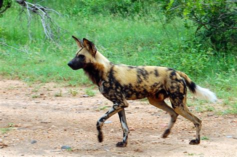 African Lycaon Pictus Dog Pets
