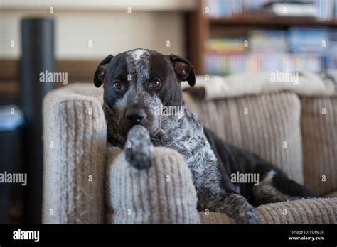 Pitbull Heeler Mixed Breed Dog Resting On The Couch Stock Photo Alamy