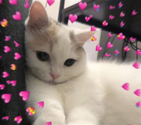98 Cute Crying Cat Meme Hearts