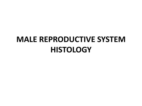 SOLUTION Male Reproductive System Histology Studypool