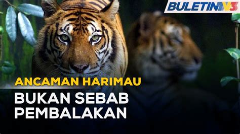 Ancaman Harimau Kerajaan Kelantan Nafi Berpunca Dari Pembalakan Youtube