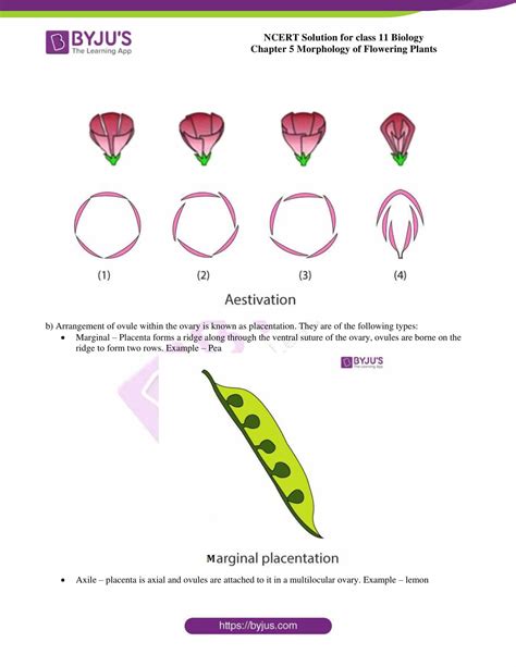 Cbse Class 11 Biology Morphology Of Flowering Plants 5 Parts Of A Vrogue