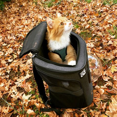The Fat Cat Cat Backpack For Larger Cats Bubble Cat Carrier