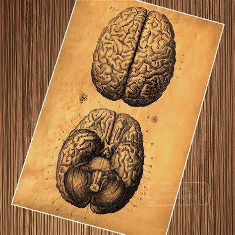 Vintage Human Body Brain Structure Poster Retro Classic Kraft Posters