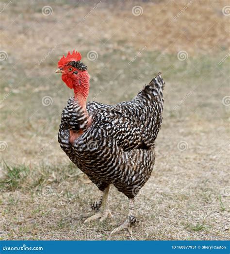Naked Neck Chicken Stock Image Image Of Plumage Layer My Xxx Hot Girl