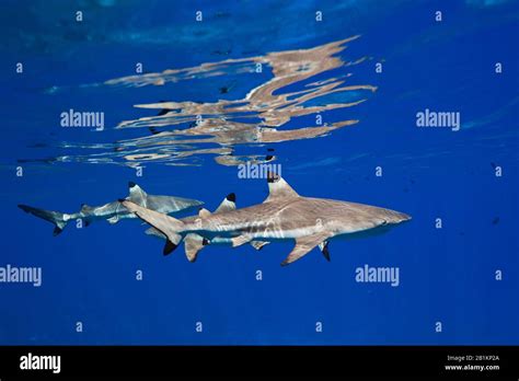 Blacktip Reef Sharks Below The Water Surface Carcharhinus Melanopterus