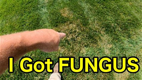 Lawn Fungal Diseases Causes Symptoms And Treatment Plan