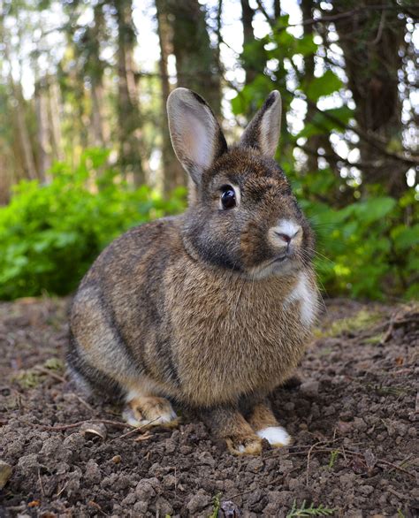 Rabbits Hares And Pikas History And Some Interesting Facts