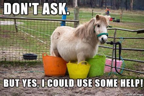 Do You Have A Horse That Likes To Get Into Trouble