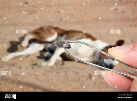 Big Ticks Of A Dogtweezers To Clamp A Big Tick Dog Stock Photo Alamy