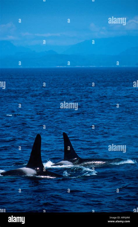 Johnstone Strait 2 Male Orcinus Orca Killer Whales Vancouver
