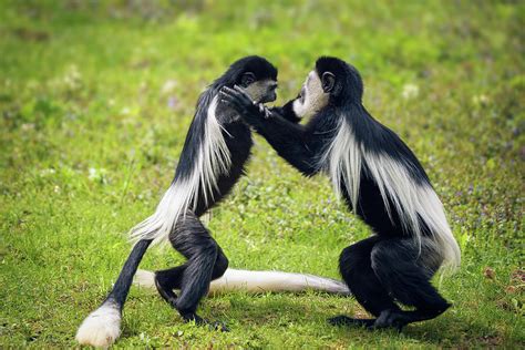 Two Mantled Guereza Monkeys Fighting In Grass Photograph By Miroslav