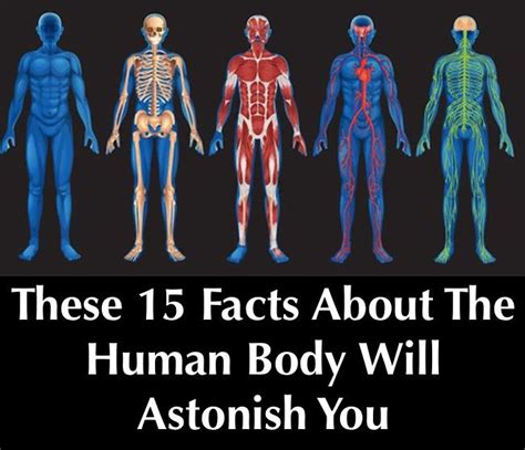 These 15 Facts About The Human Body Will Astonish You Human Body