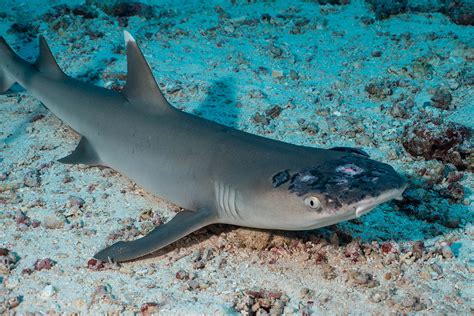 Malaysias Reef Sharks Stricken With Mystery Skin Disease Reuters