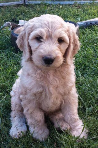 The breed is currently recognized by the american canine hybrid club and the international canine association as a designer dog breed. Goldendoodle Male Puppies for Sale in Chenequa, Wisconsin ...