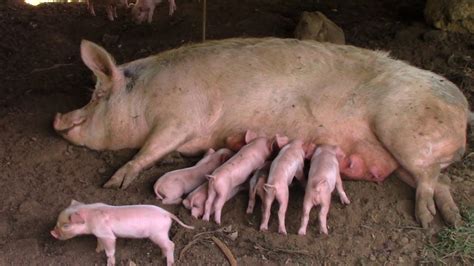 11 3 Days Old Piglets Pig Feeding Its Piglits Youtube