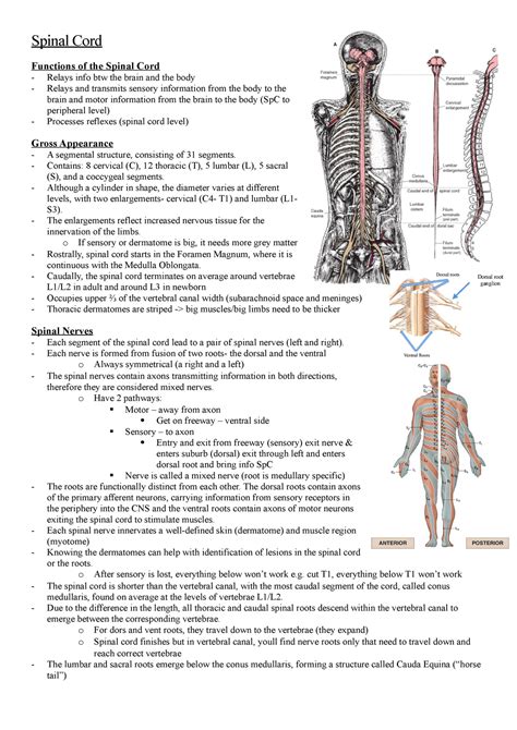 Spinal Cord Notes Spinal Cord Functions Of The Spinal Cord Relays