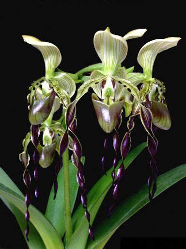It is distributed widely in bhutan, especially in the cool temperate forests. are orchids poisonous to cats #Orchids | Unusual flowers ...