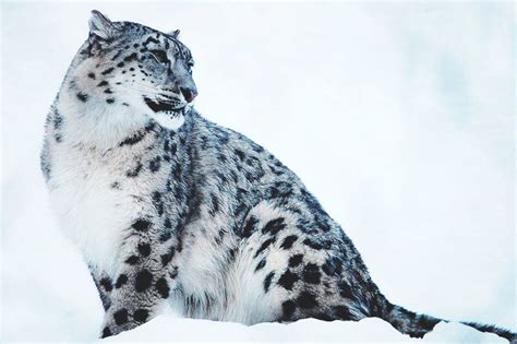 ¿dónde Vive El Leopardo De Las Nieves Actualizado 2018