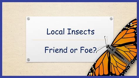 Insects Friend Or Foe Helpful And Harmful Local Insects Youtube