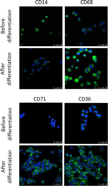 Thp 1 Monocyte Differentiation In Macrophages Thp 1 Cells Were