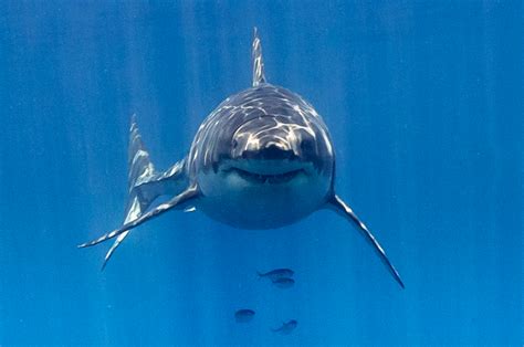 We Dove With Great White Sharks A Article
