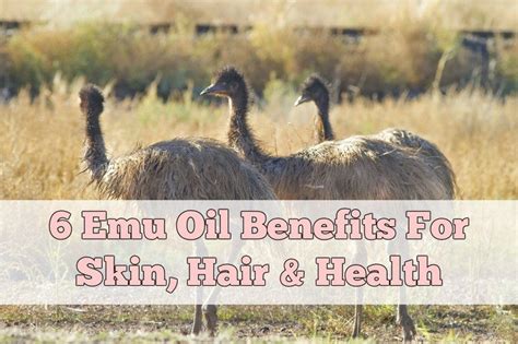 It is known for its strong immune system that is very able to heal itself from almost any. 6 Emu Oil Benefits For Skin, Hair & Health