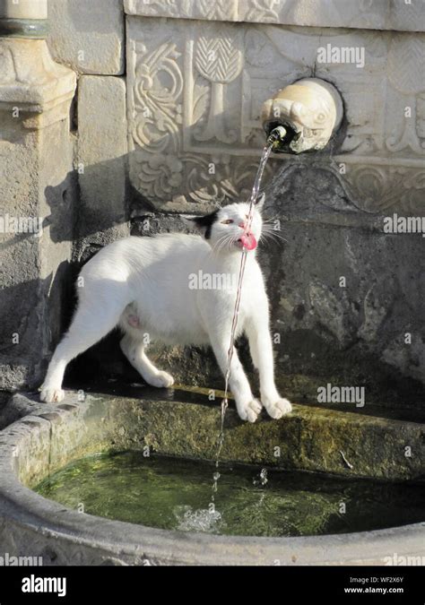 Very Thirsty Hi Res Stock Photography And Images Alamy