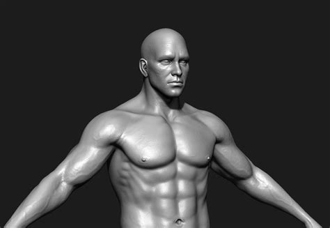 Realistic Human Male Body Zbrush D Model D Model Ztl Free D