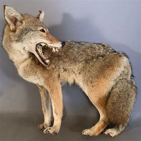 Vintage Coyote Old Cabin Decor Full Body Life Size Mount