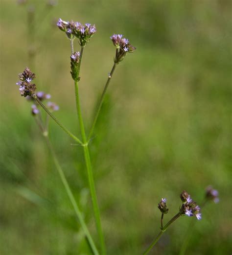 Brazilian Vervain Verbena Brasiliensis Dont Kill My Weeds