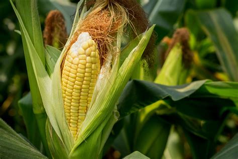 Set a timer because if you let. How Long For Corn to Grow? » Top Factors & Tips