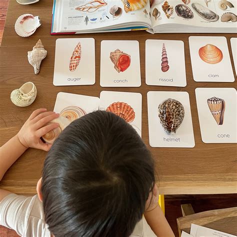 Seashell Shape Montessori Three Part Cards Seashells Etsy Canada