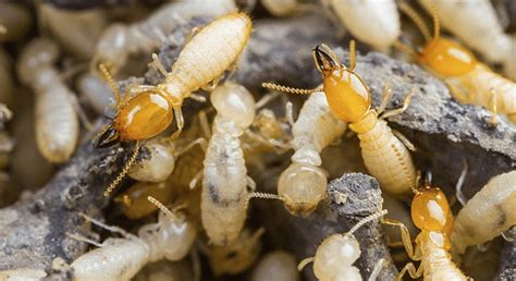 Do Termites Fly And What Does It Mean